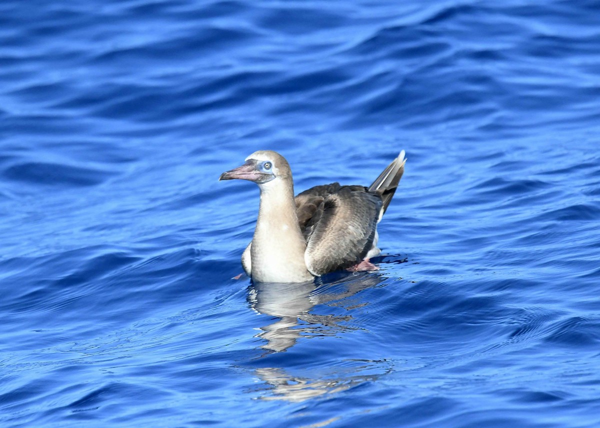 Сула червононога - ML647091251