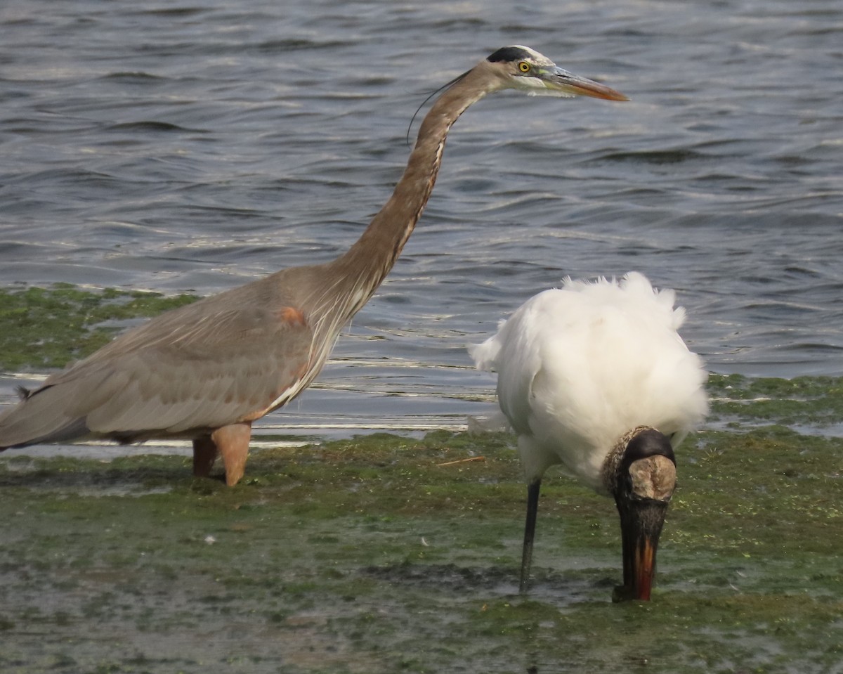 Great Blue Heron - ML647091253