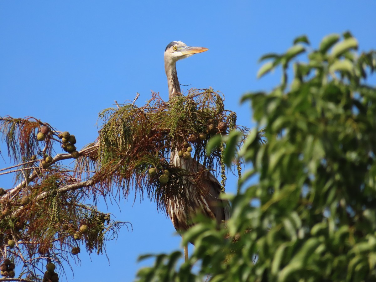Great Blue Heron - ML647091254