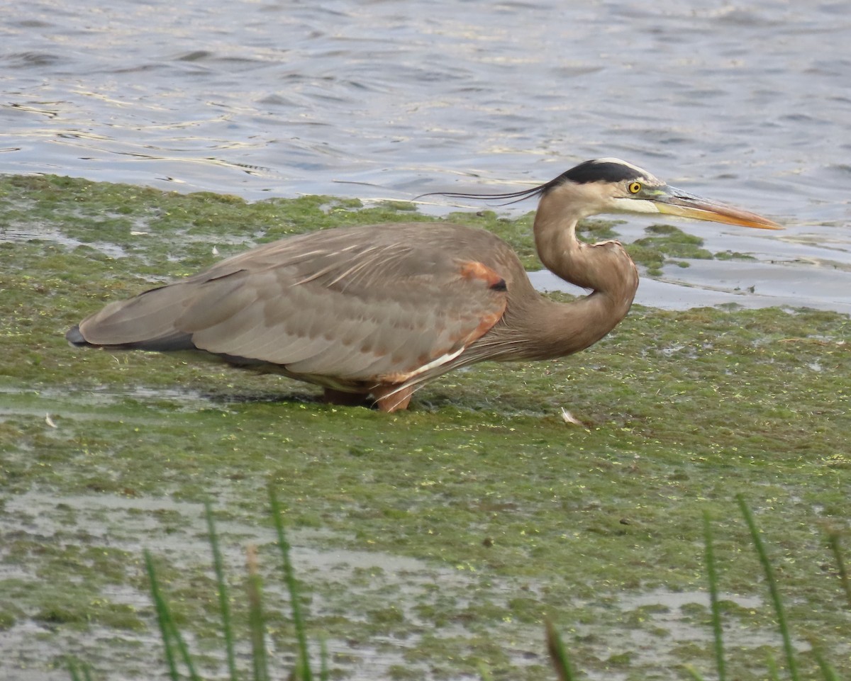 Great Blue Heron - ML647091255