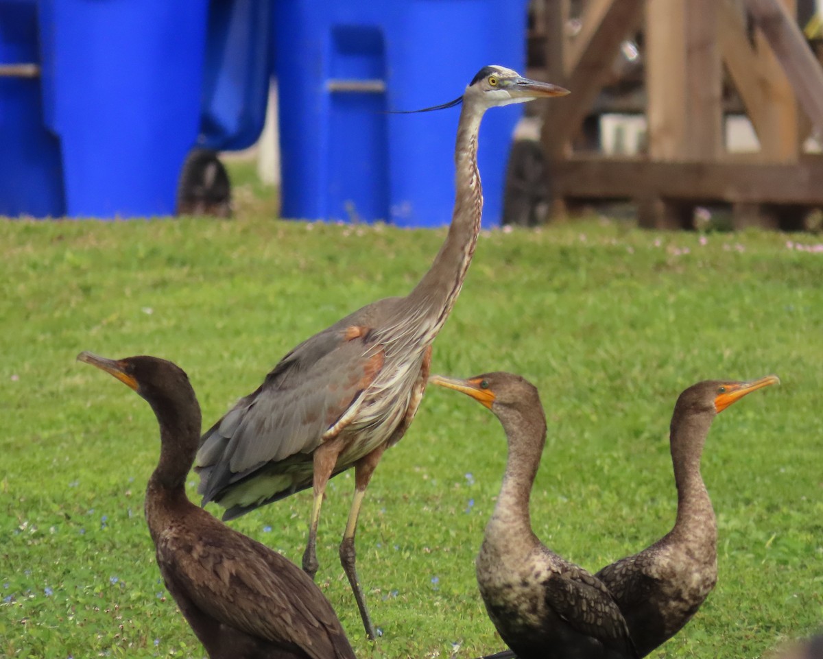 Great Blue Heron - ML647091256