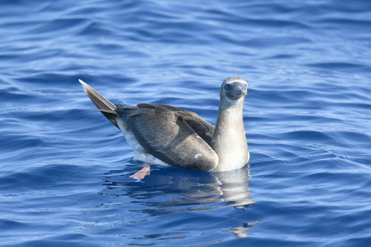 Сула червононога - ML647091259