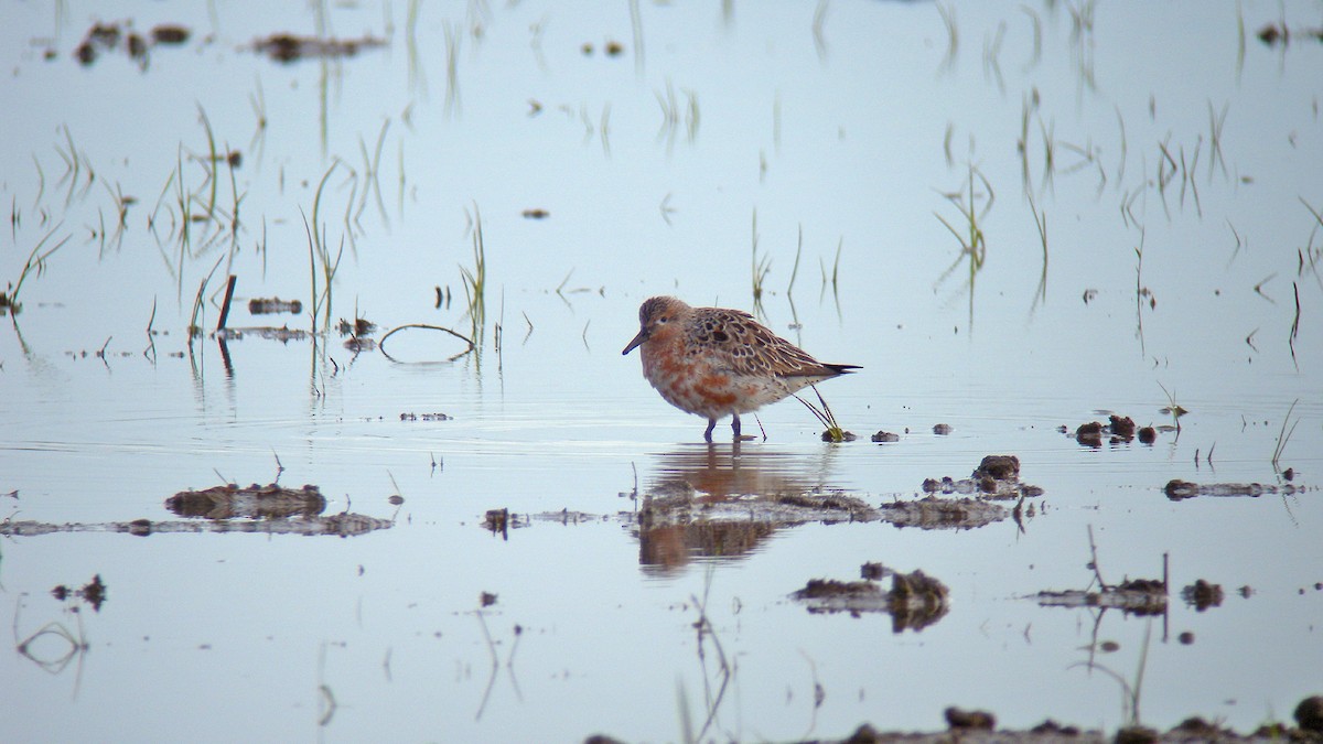 חופית להקנית - ML647091260