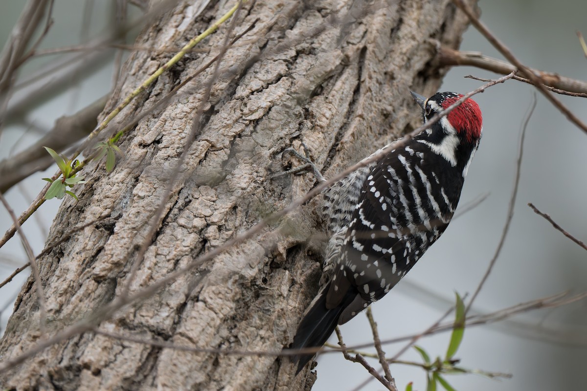 Nuttall's Woodpecker - ML647091267