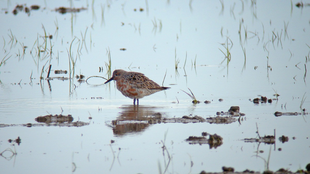 חופית להקנית - ML647091270