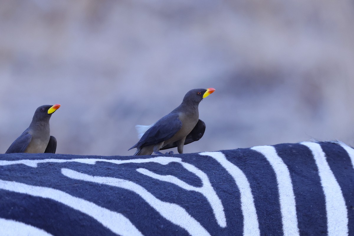 Yellow-billed Oxpecker - ML647091278