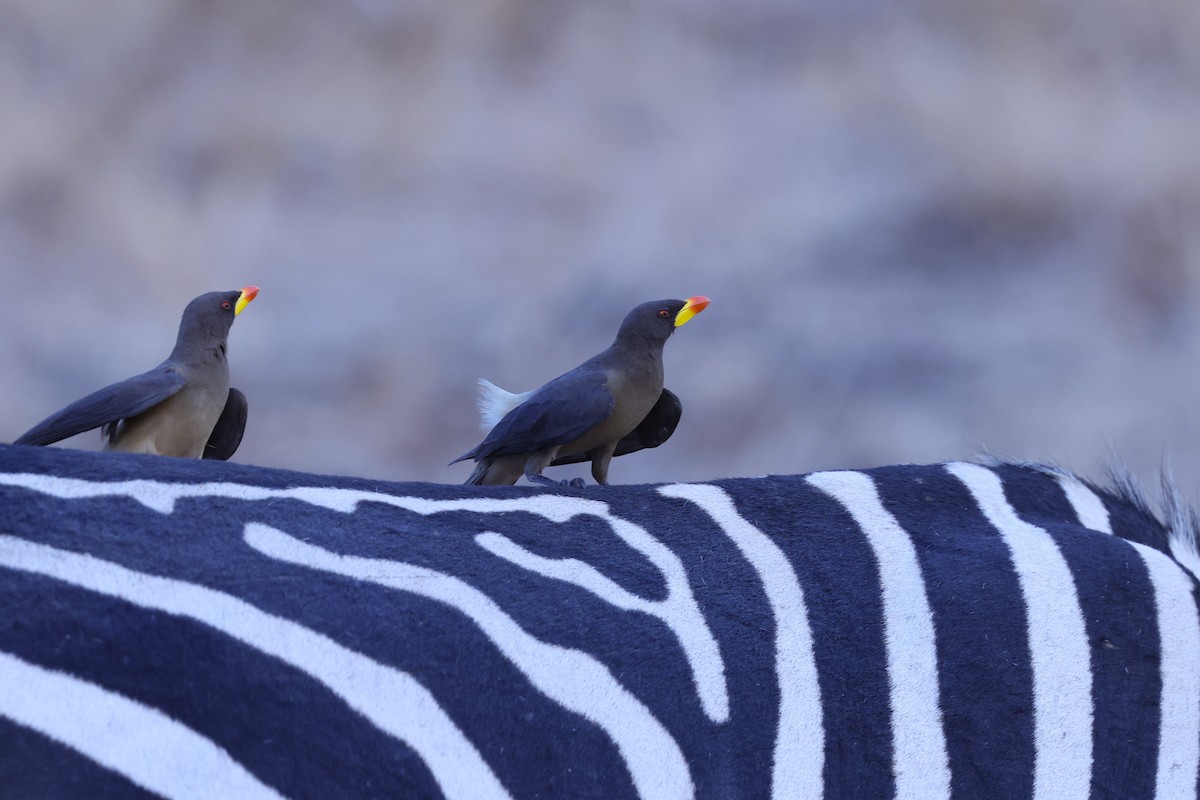 Yellow-billed Oxpecker - ML647091279