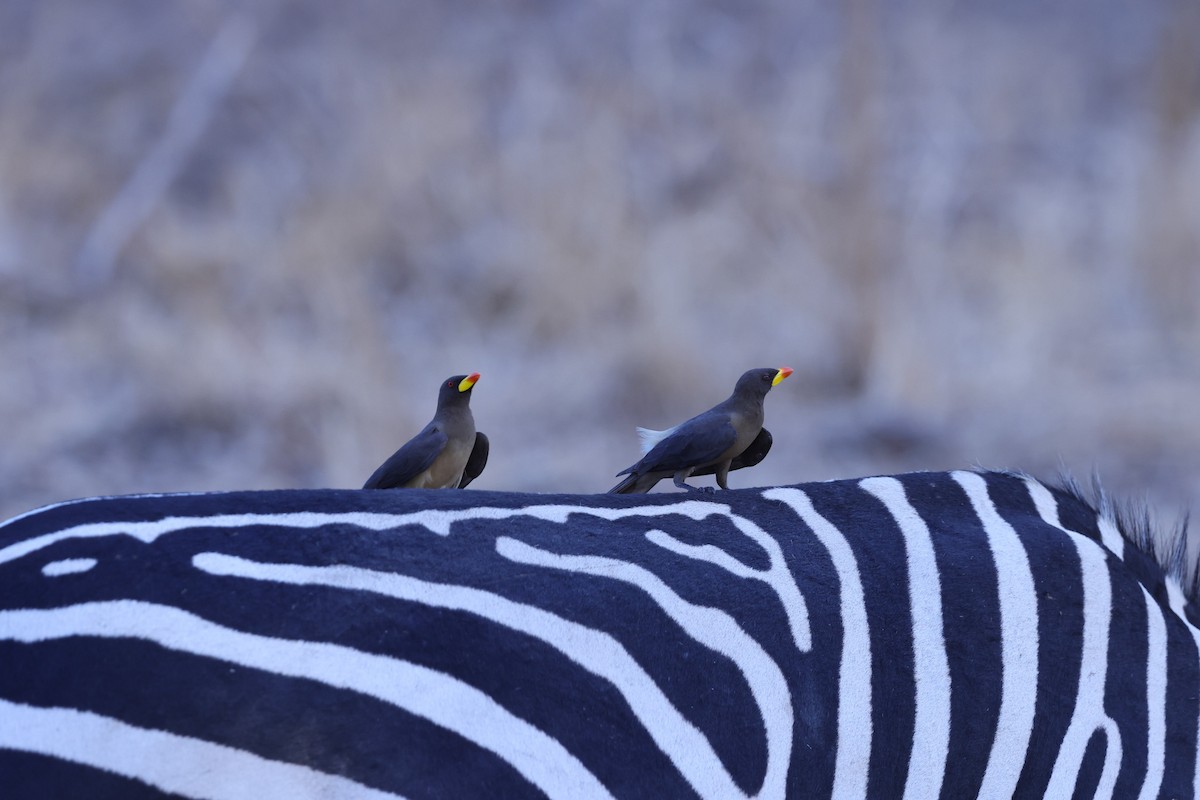 Yellow-billed Oxpecker - ML647091280