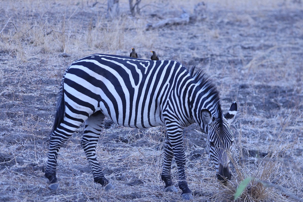 Yellow-billed Oxpecker - ML647091281