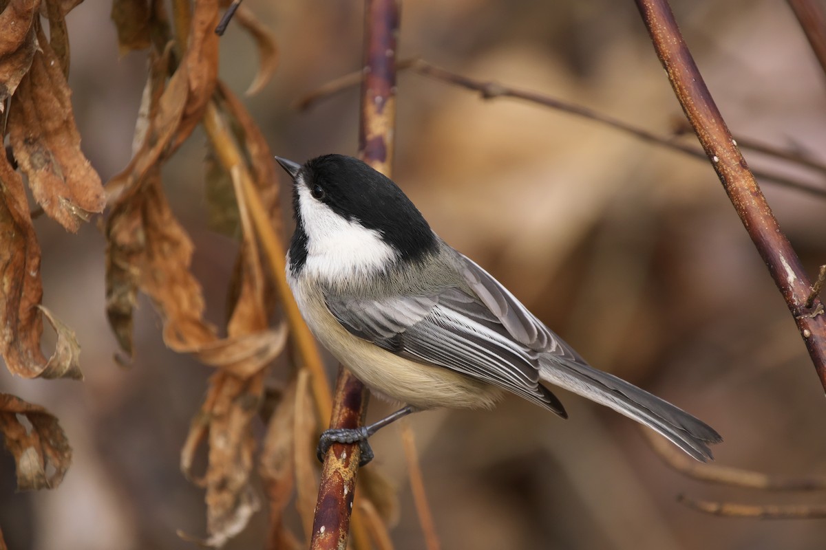 Black-capped Chickadee - ML647091286