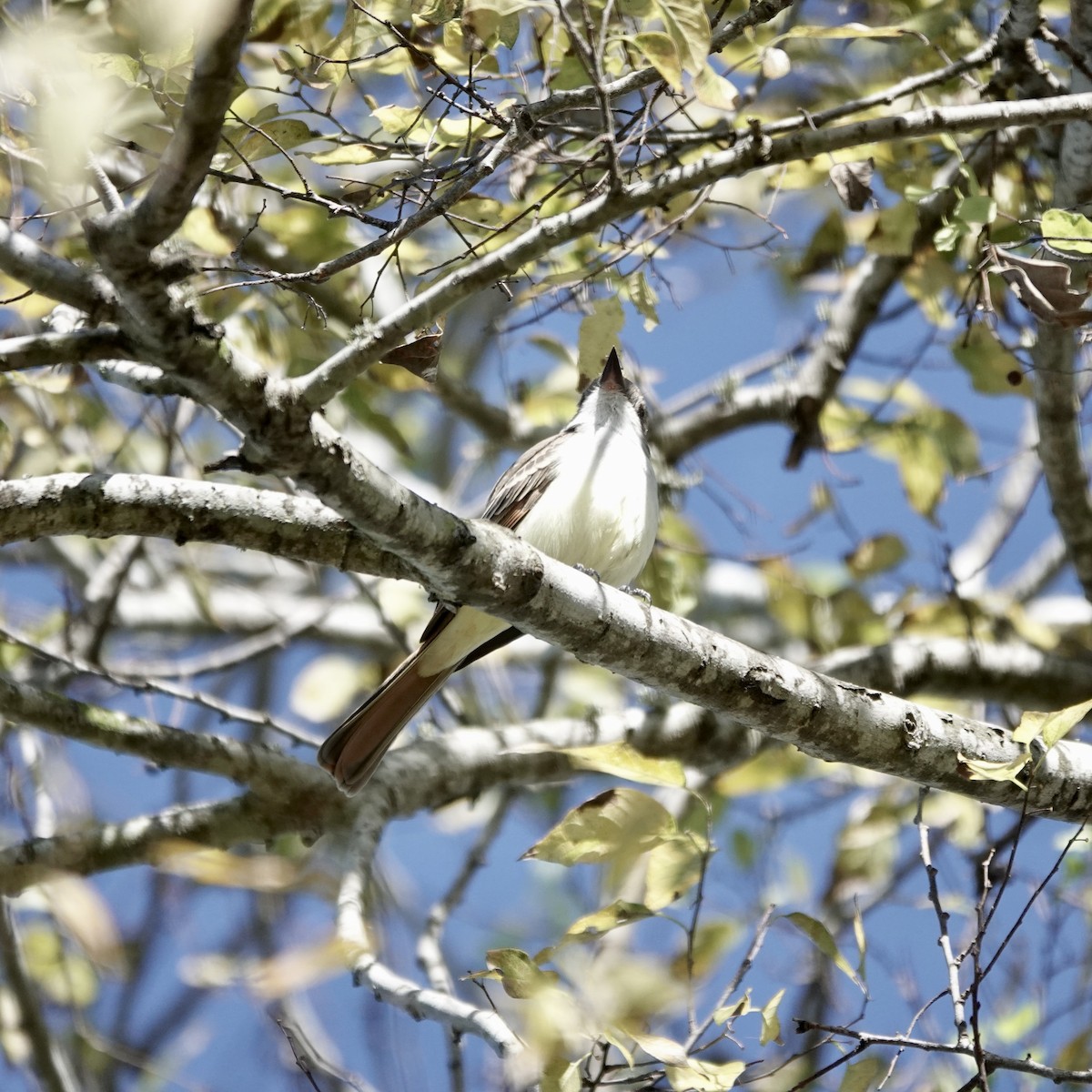 Kalifornienschopftyrann - ML647091290