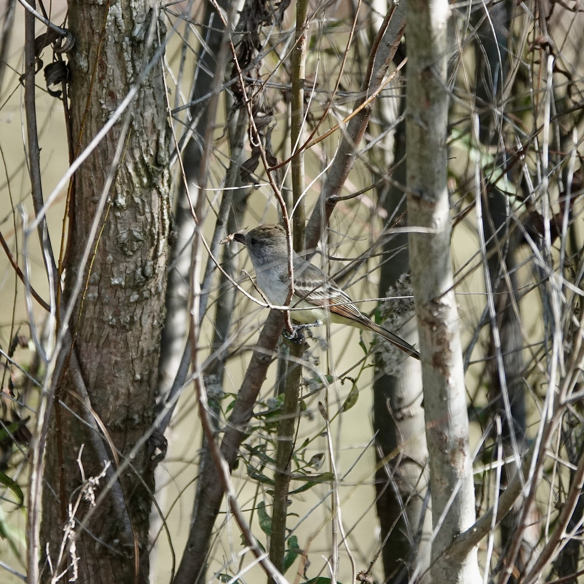 Kalifornienschopftyrann - ML647091291