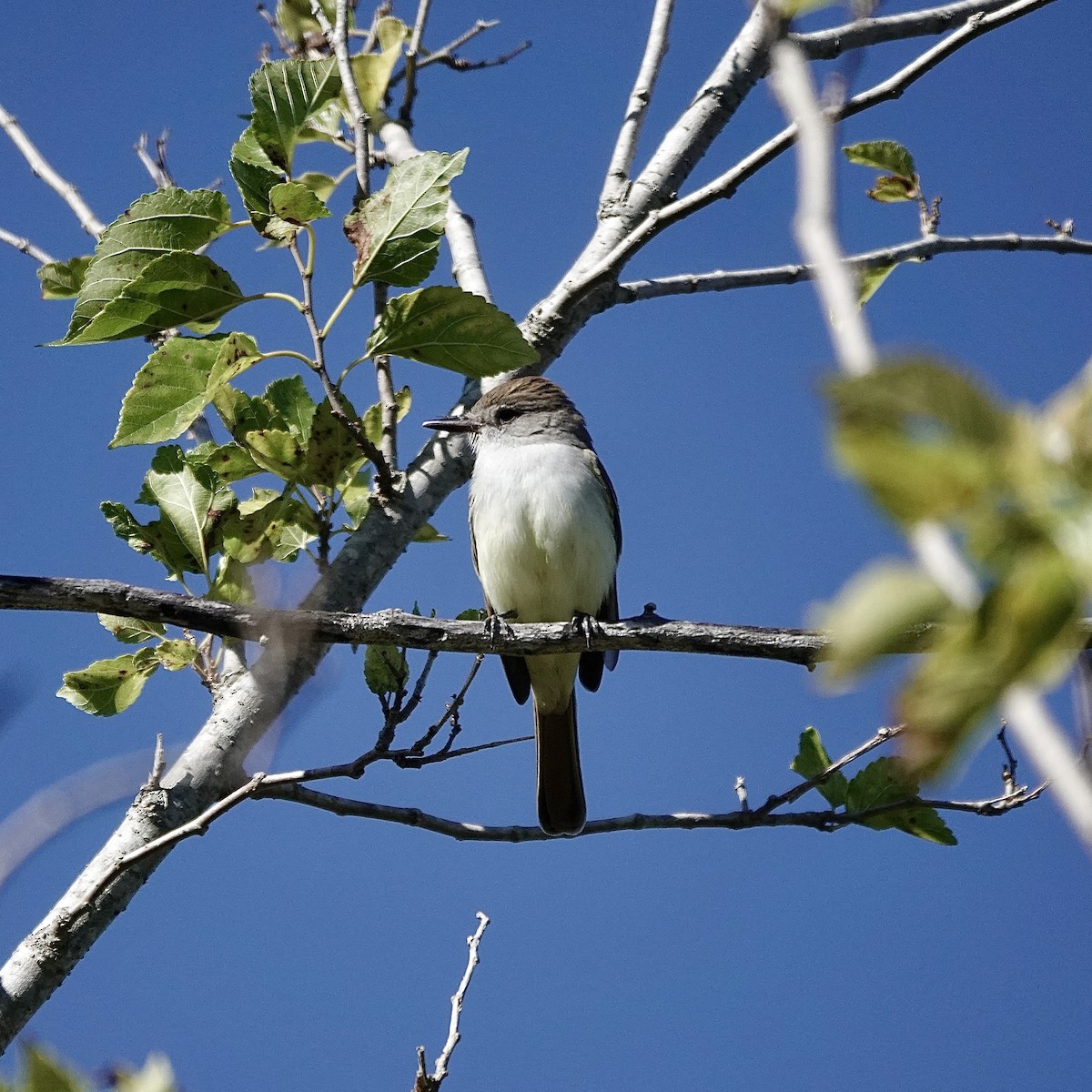 Kalifornienschopftyrann - ML647091292