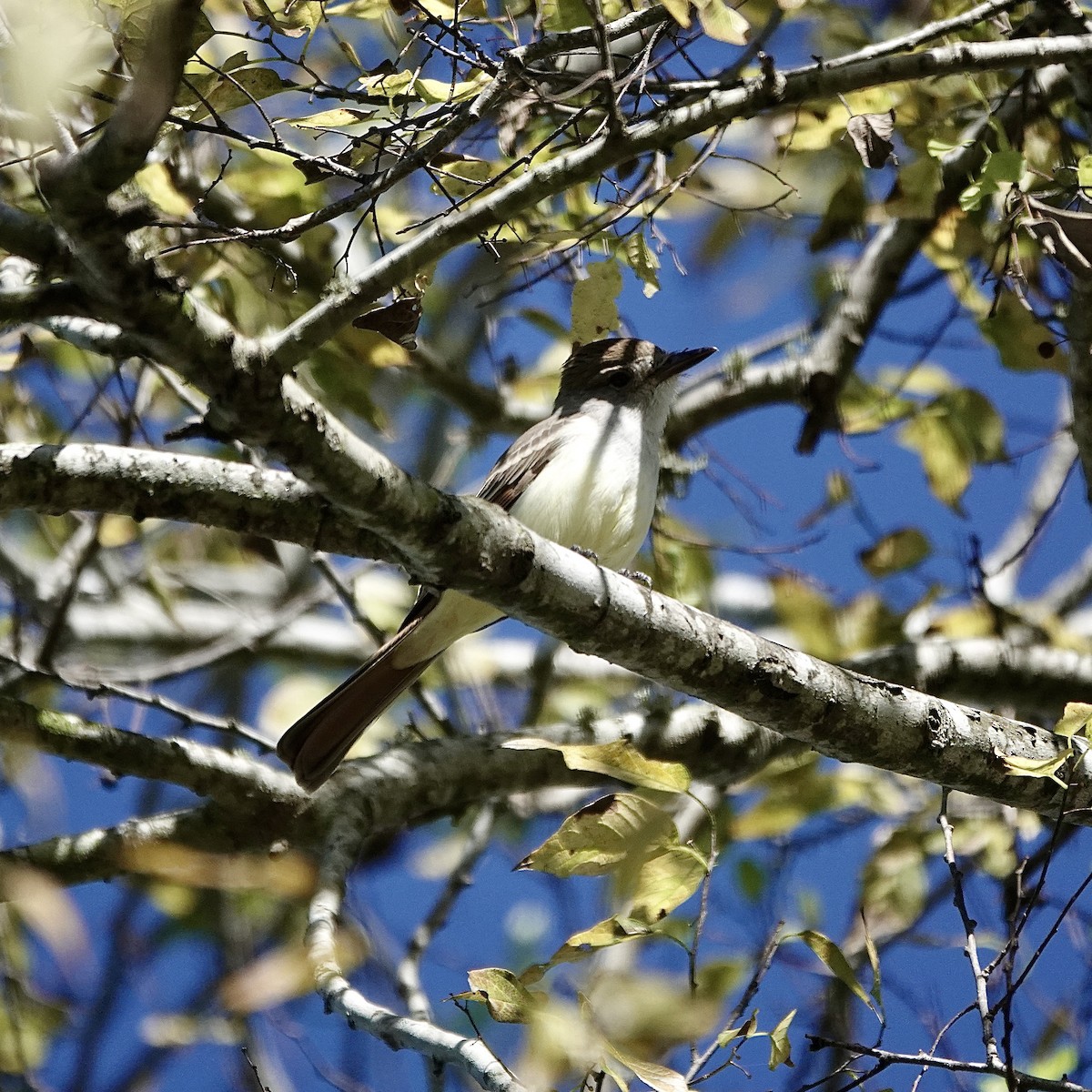 Kalifornienschopftyrann - ML647091293