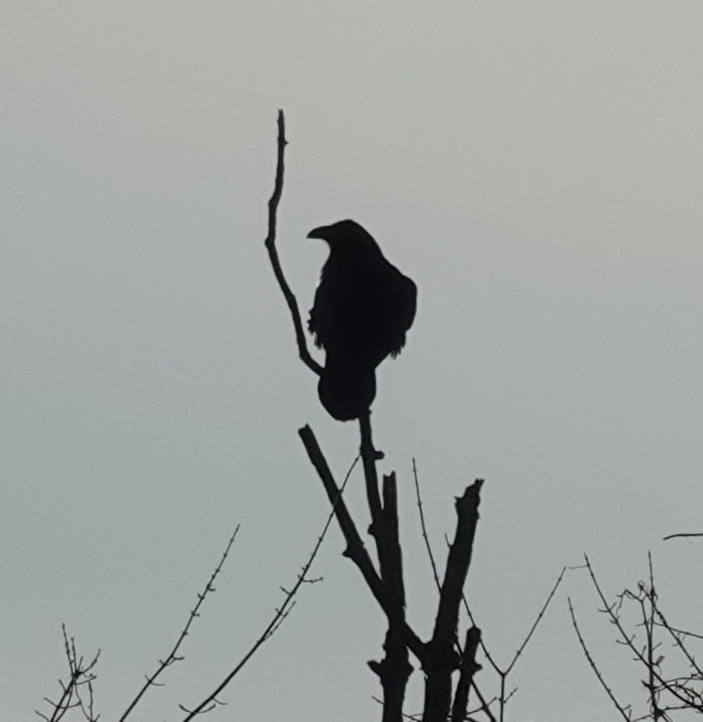 Common Raven - ML647091294