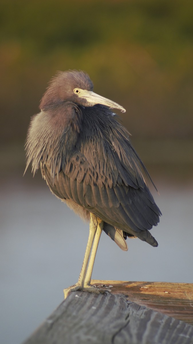 Little Blue Heron - ML647091314