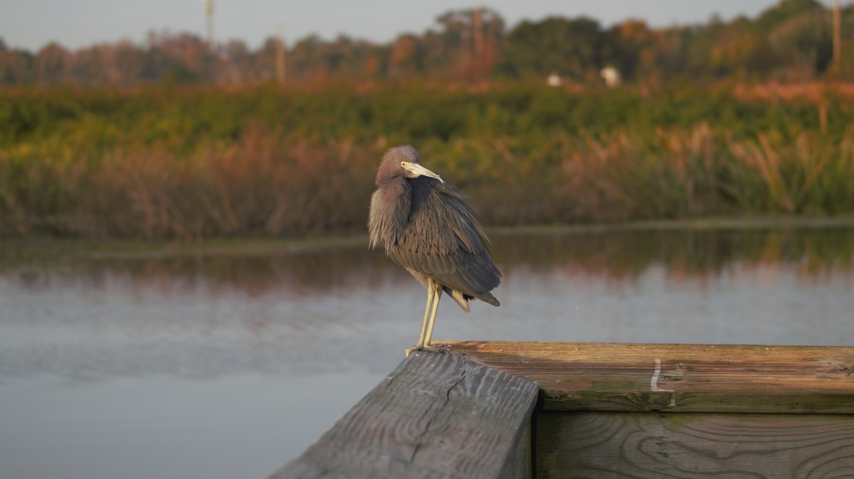 Little Blue Heron - ML647091315