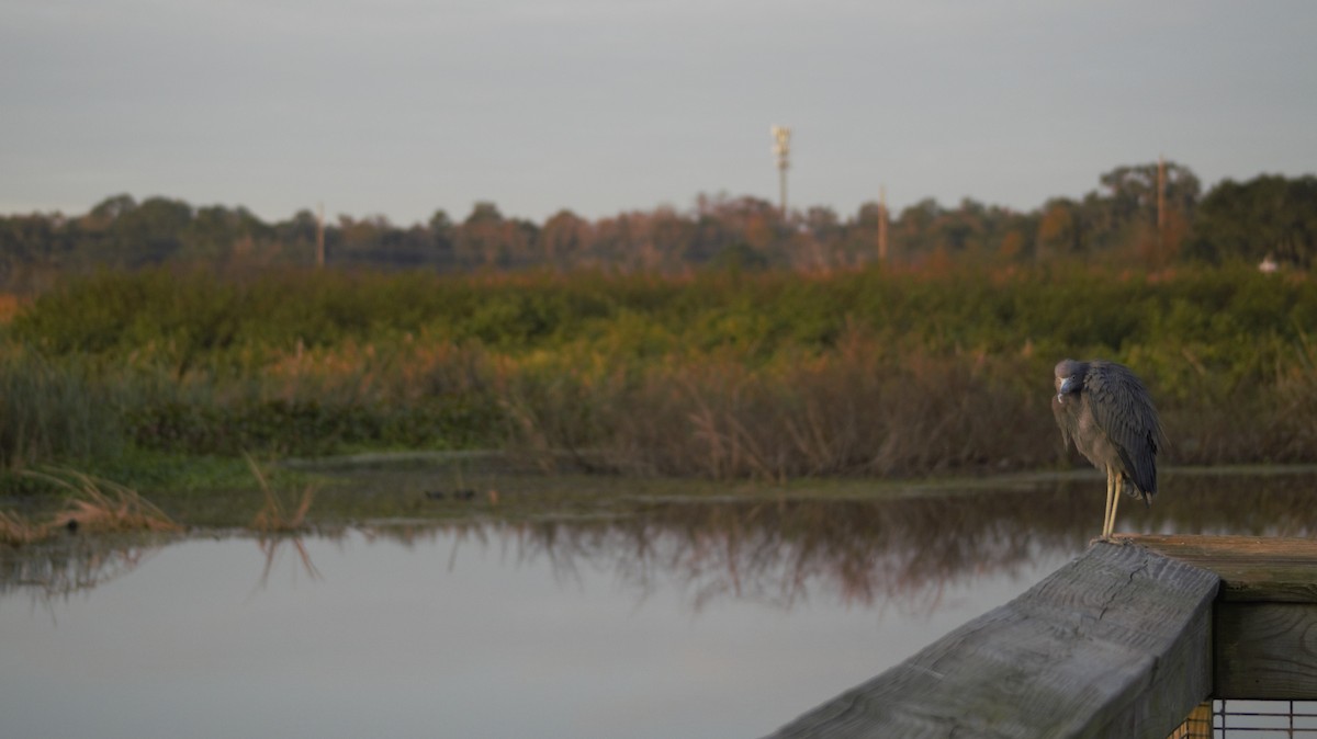 Little Blue Heron - ML647091317
