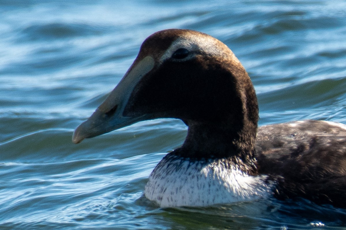 Common Eider - ML647091321