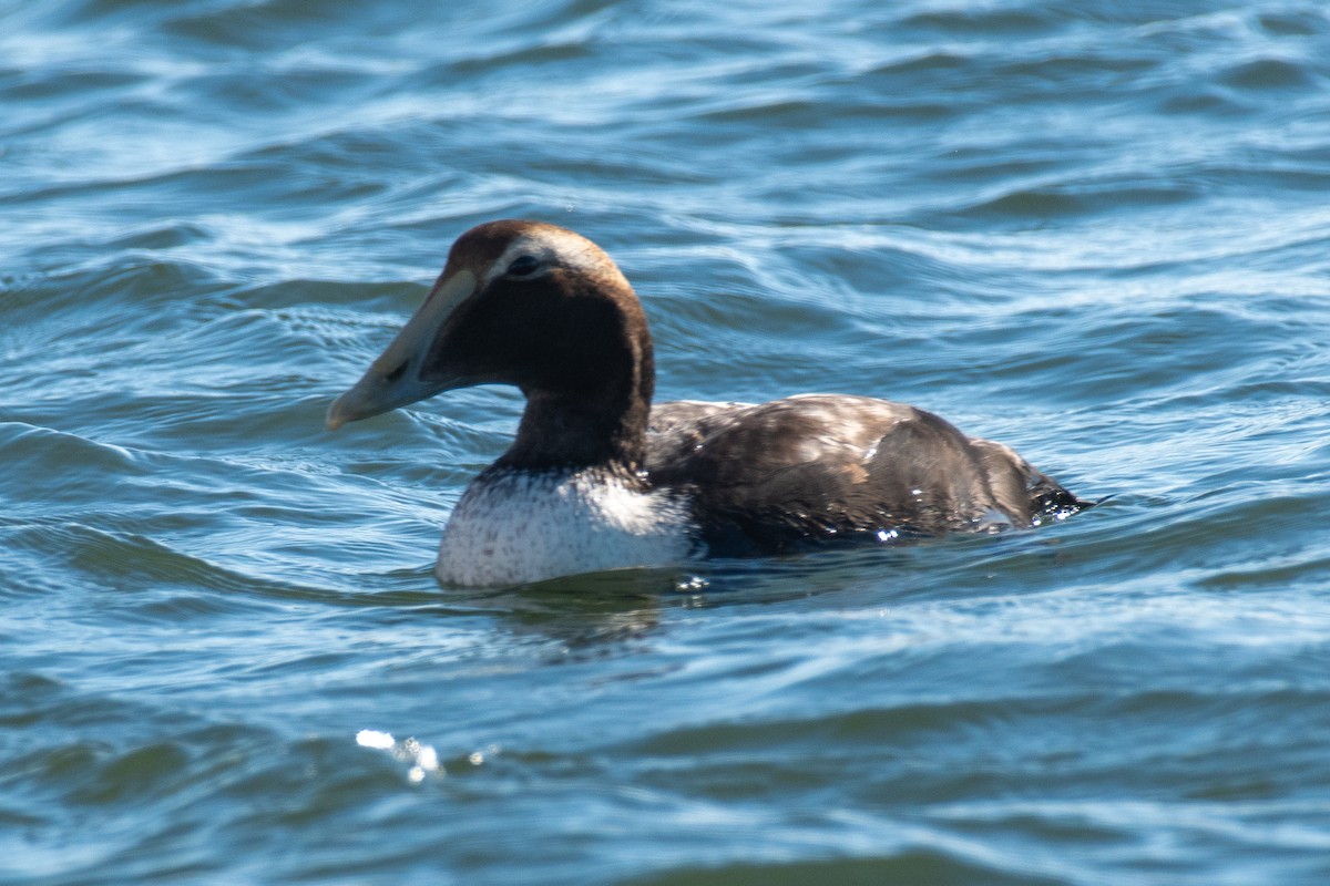 Common Eider - ML647091323