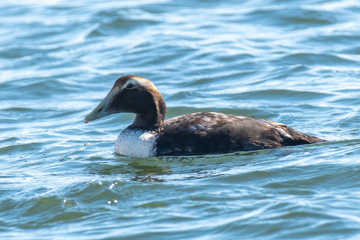 Common Eider - ML647091324