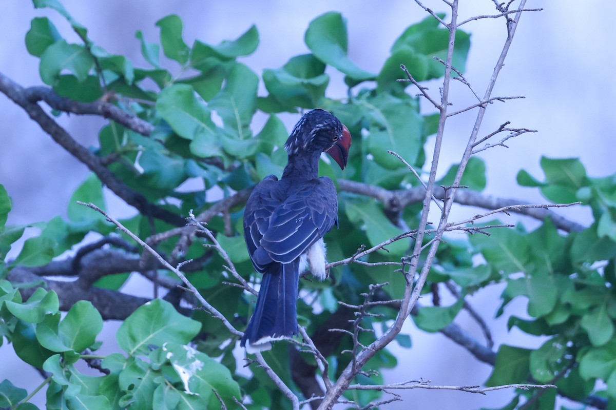 Crowned Hornbill - ML647091334