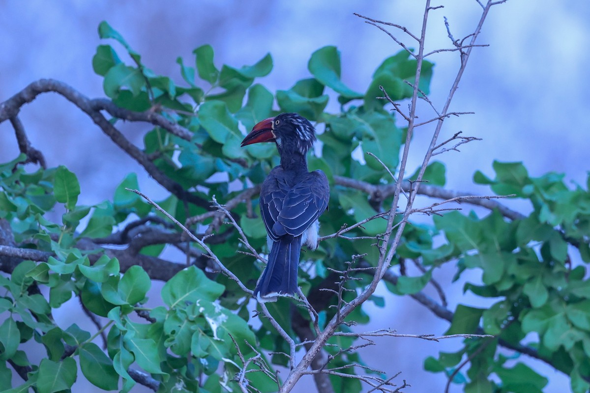 Crowned Hornbill - ML647091335