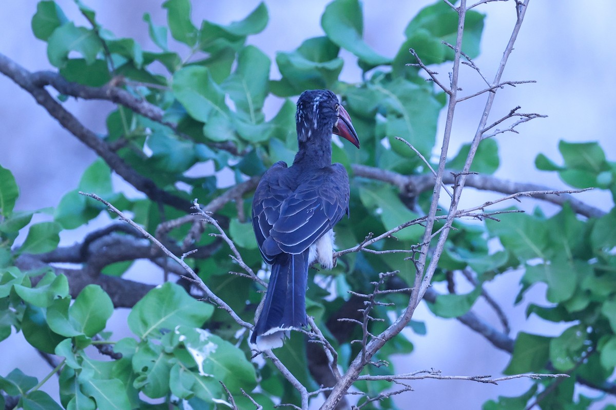 Kronentoko - ML647091336