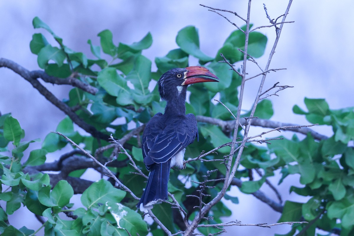 Crowned Hornbill - ML647091337