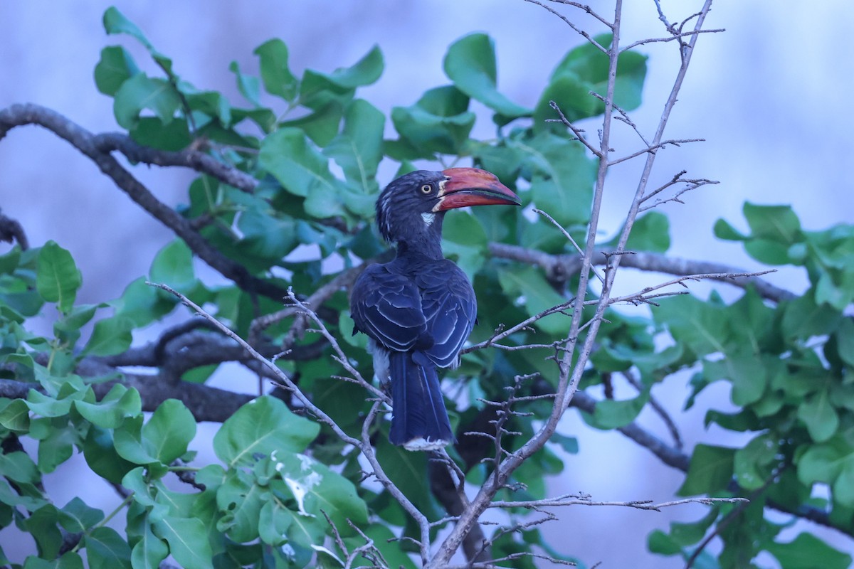 Crowned Hornbill - ML647091338
