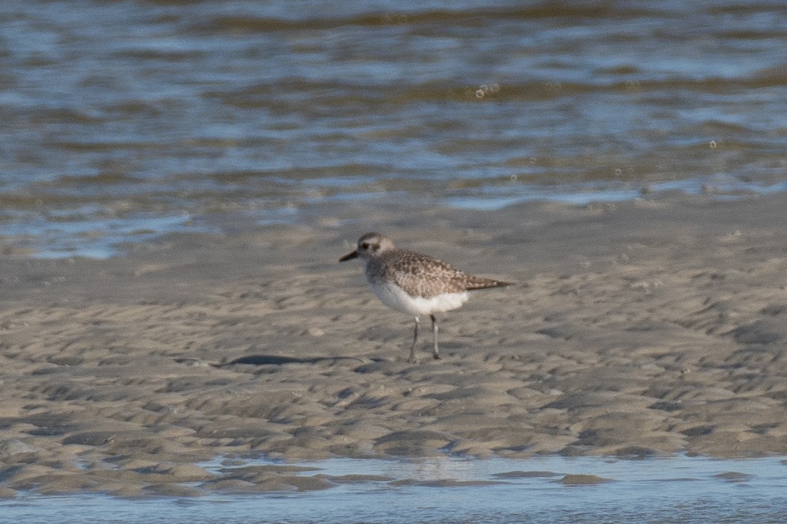 Black-bellied Plover - ML647091348