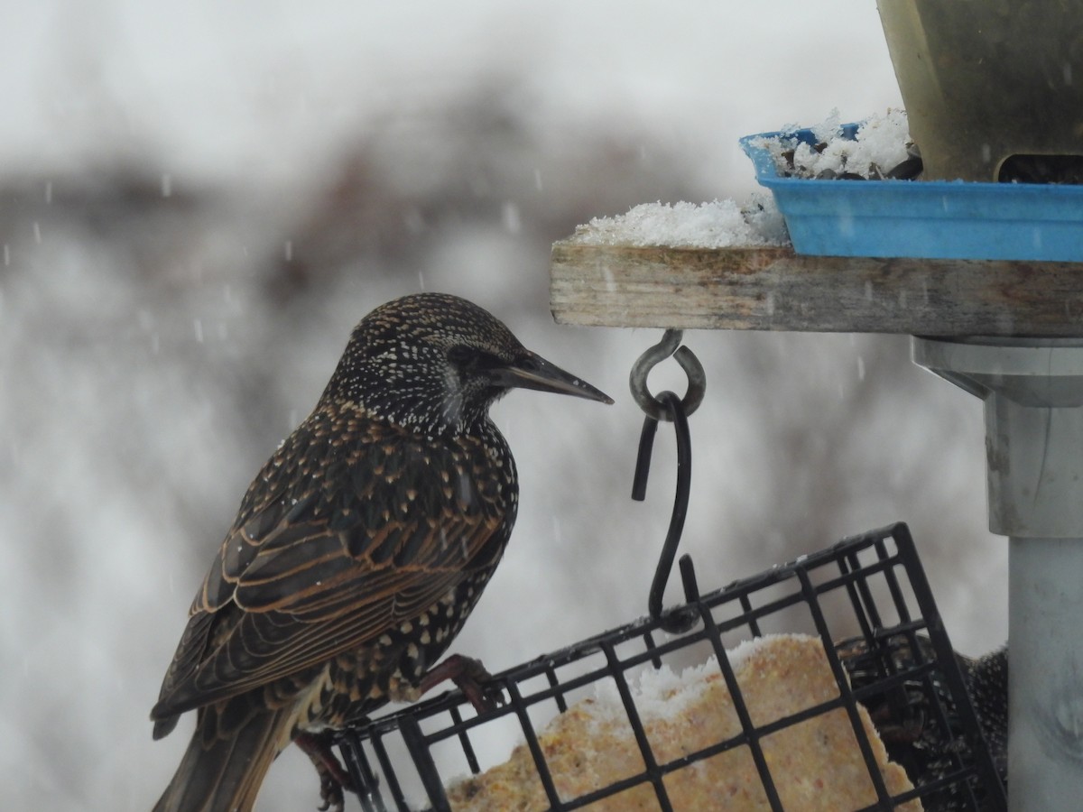 špaček obecný - ML647091352