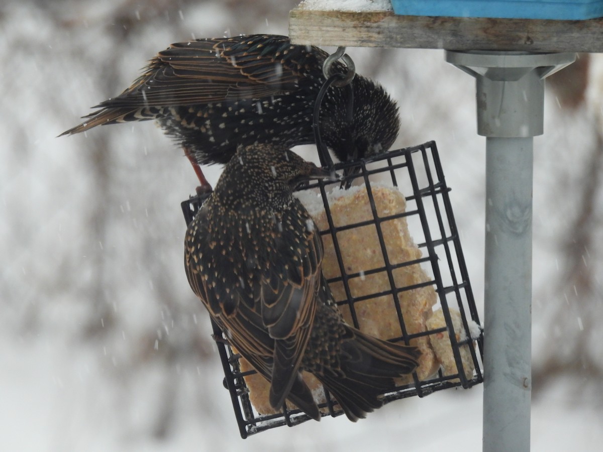 špaček obecný - ML647091353