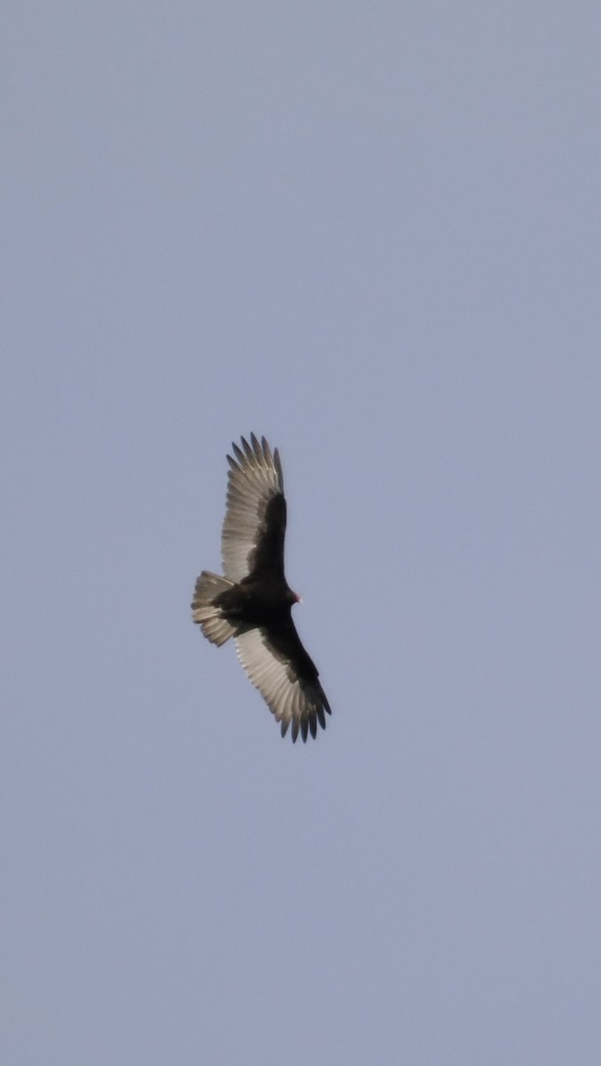 Turkey Vulture - ML647091357