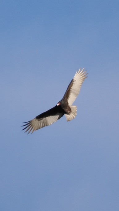 Turkey Vulture - ML647091358