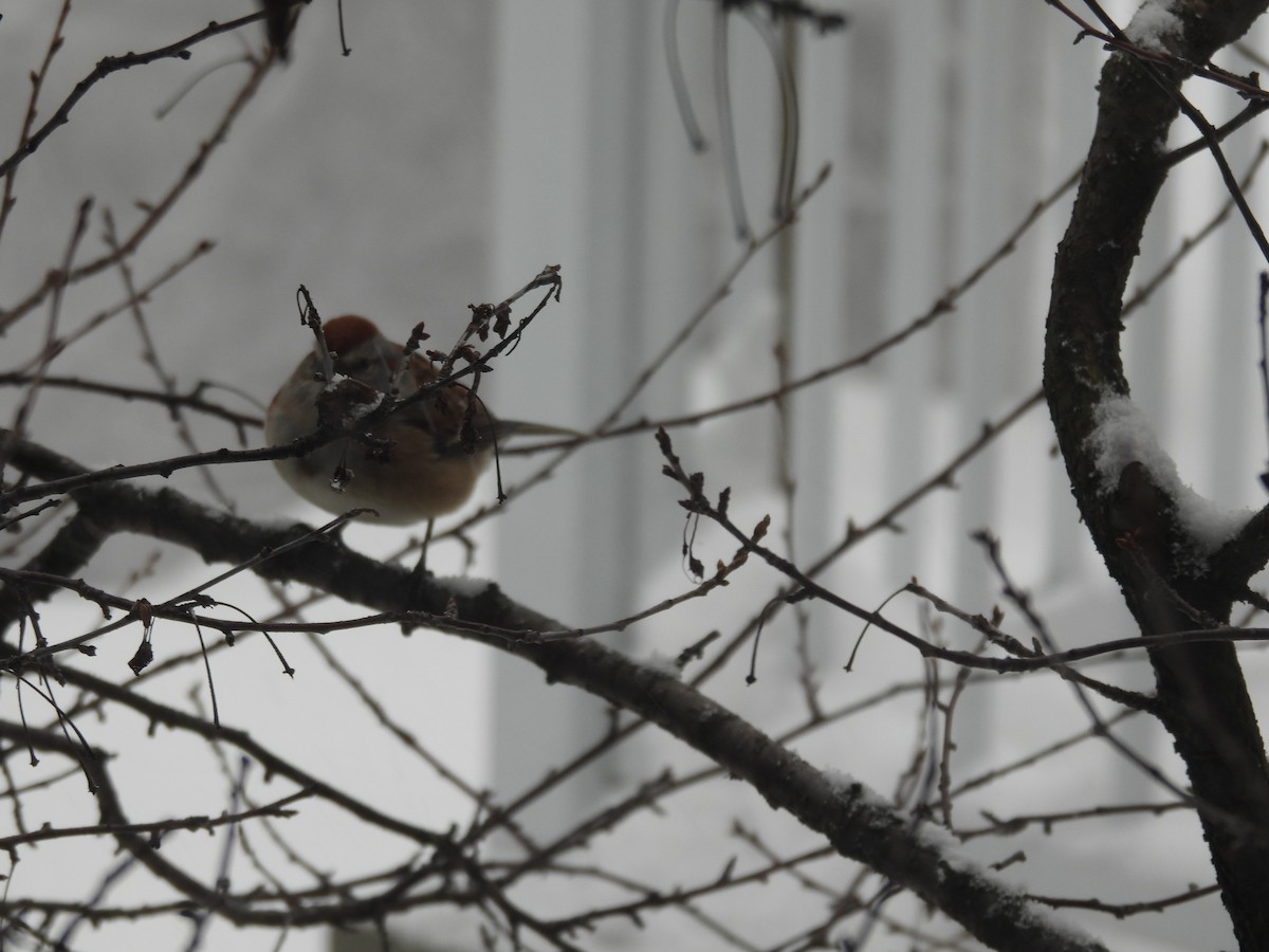 strnádka pokřovní - ML647091364