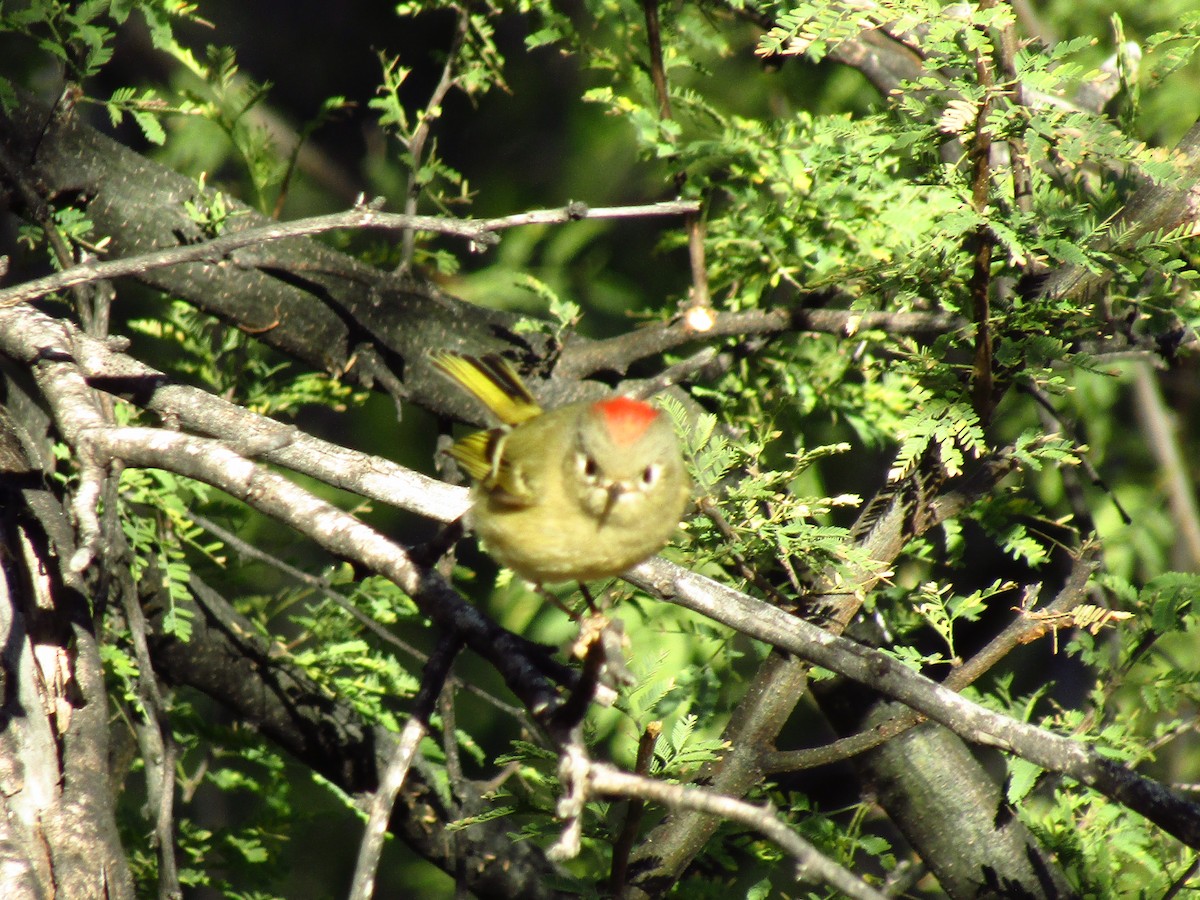 králíček americký - ML647091370