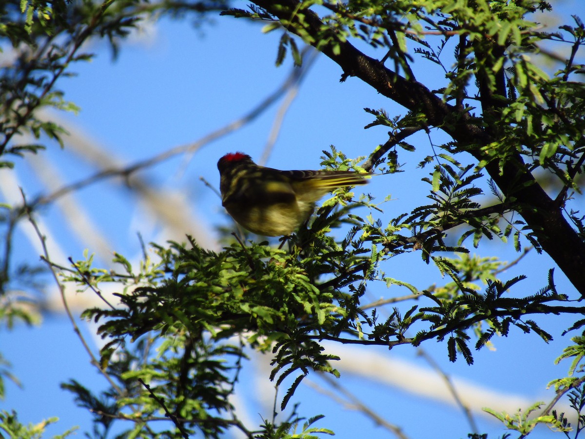 králíček americký - ML647091373