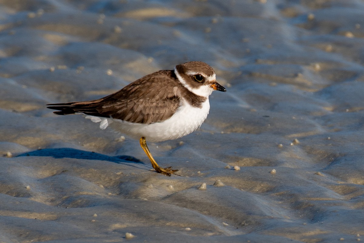 Semipalmated Plover - ML647091377