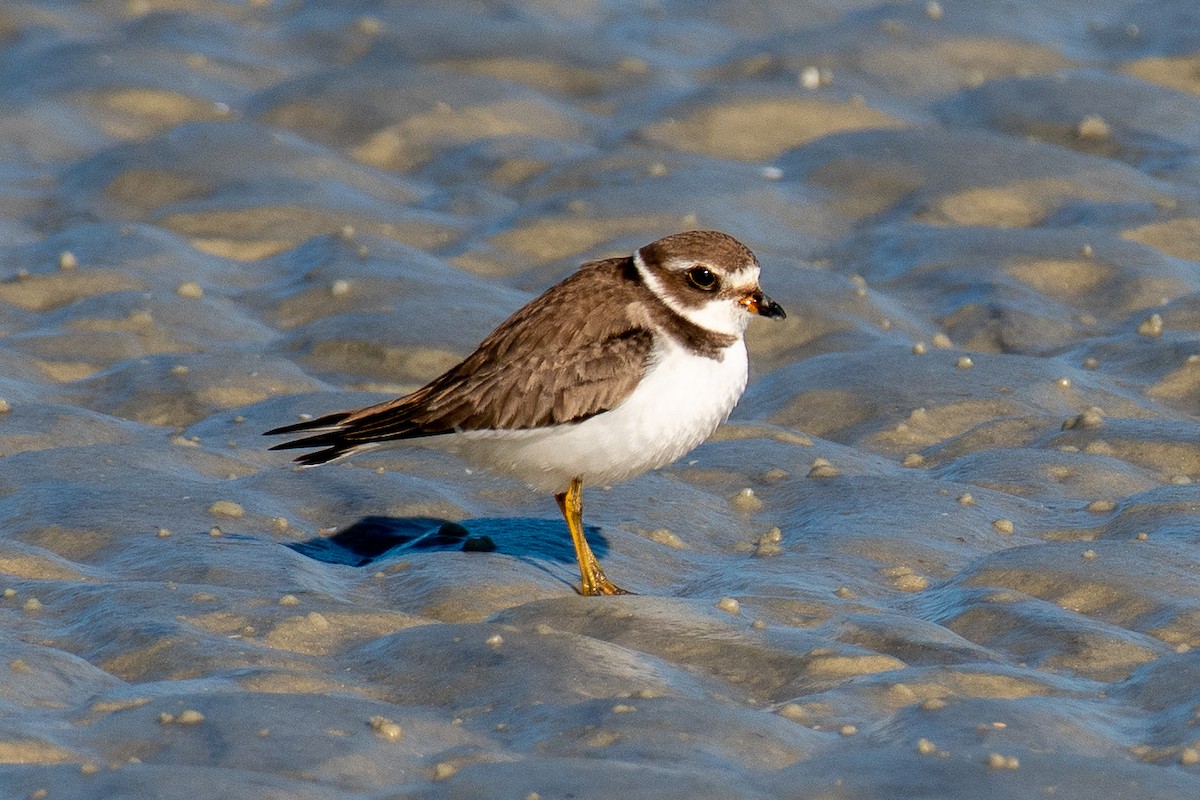 Semipalmated Plover - ML647091378