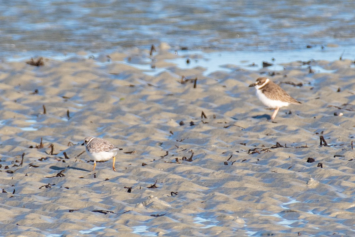 Wilson's Plover - ML647091379