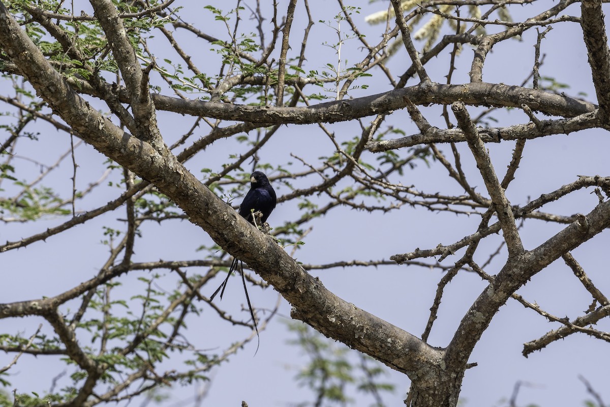 Steel-blue Whydah - ML647091386