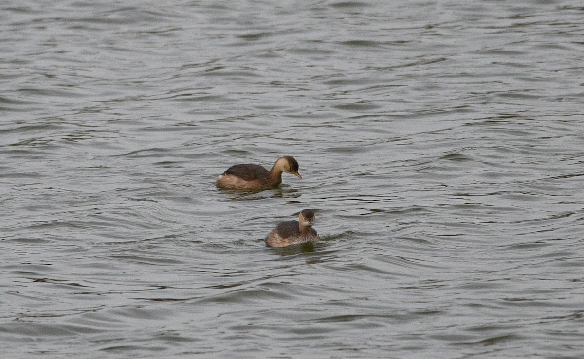 Little Grebe - ML647091391
