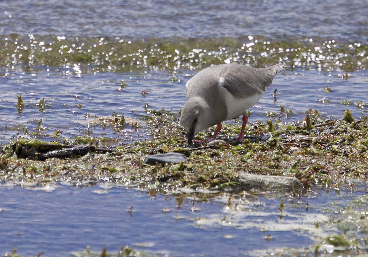Магелланова ржанка - ML647091401