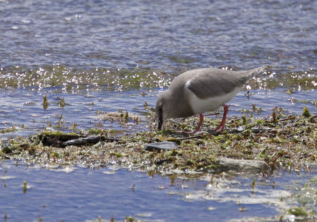 Магелланова ржанка - ML647091403