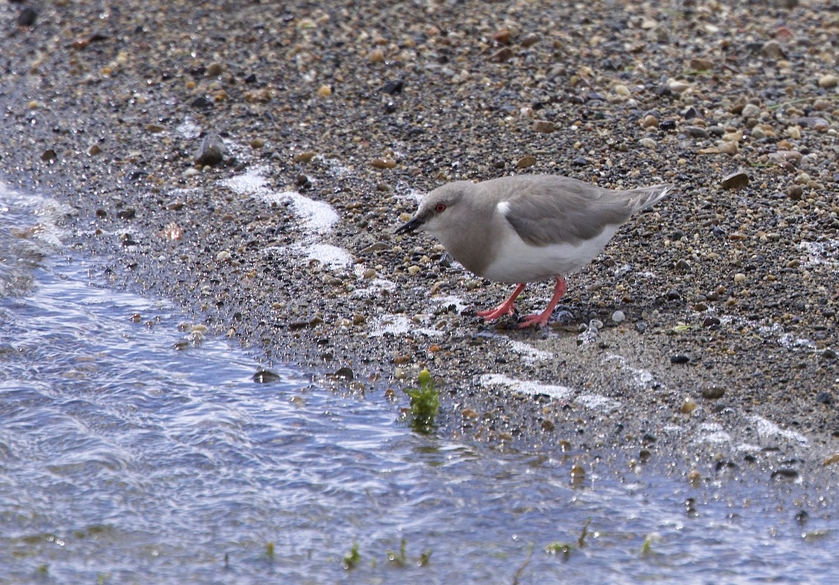 Магелланова ржанка - ML647091404