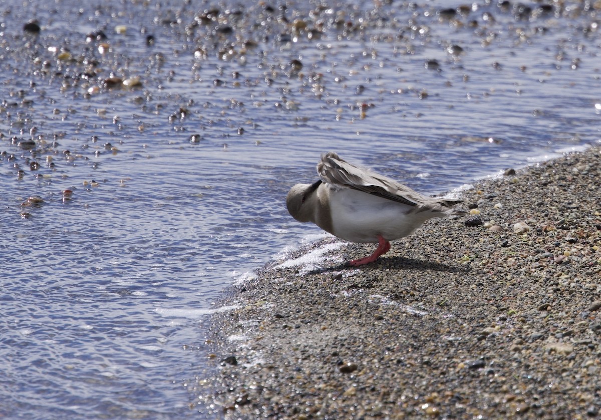 Магелланова ржанка - ML647091405