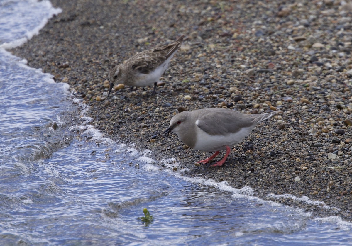 Магелланова ржанка - ML647091407