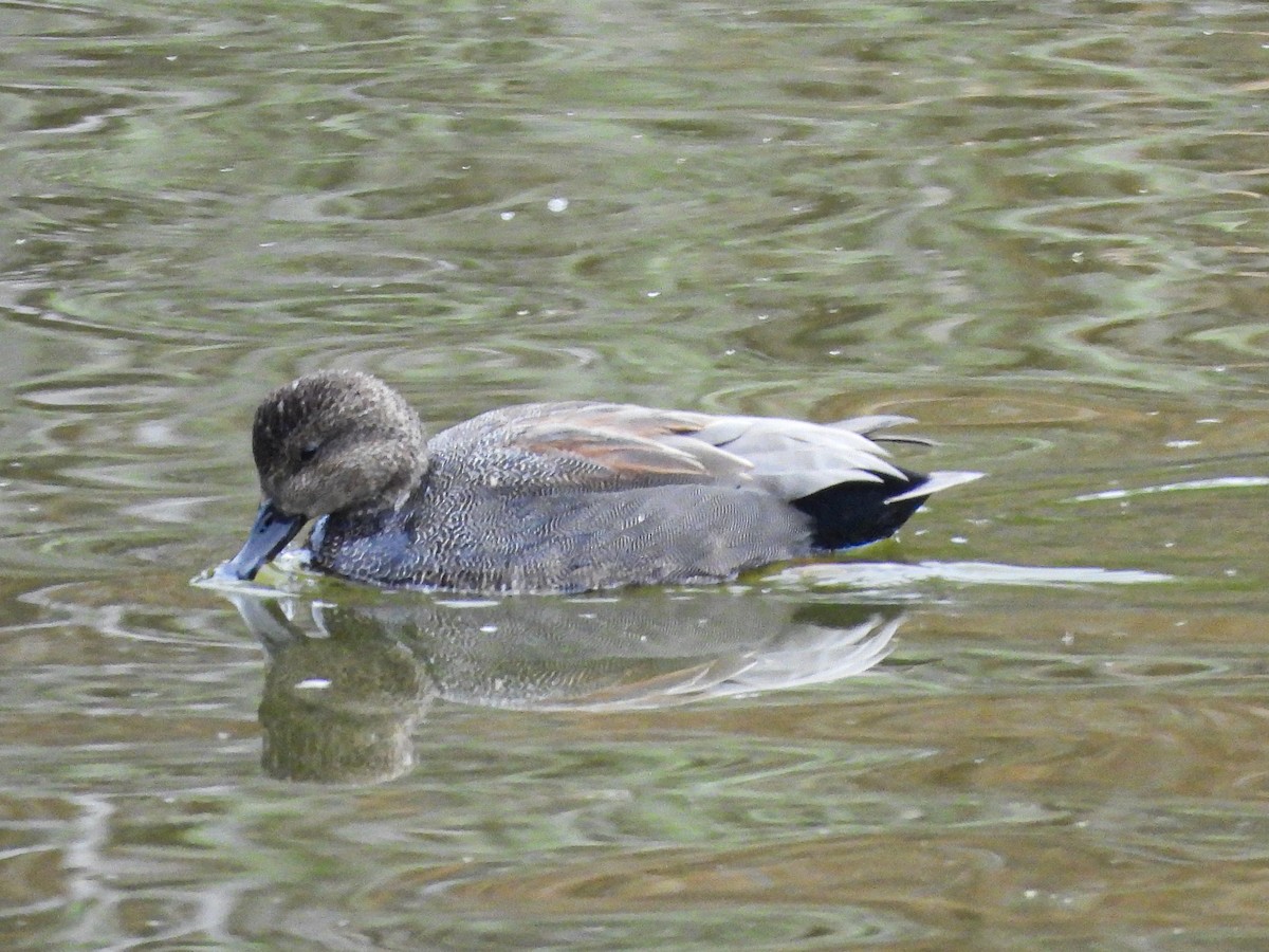 Gadwall - ML647091419