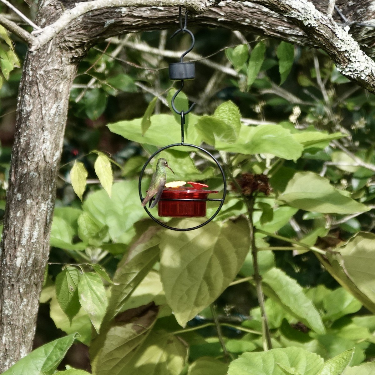 Buff-bellied Hummingbird - ML647091425